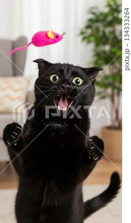 黒猫 クロネコ くろねこ 134333264