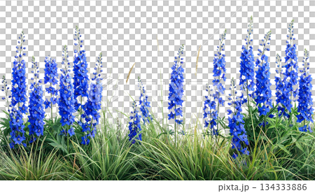 Blue and yellow flowers with lavender on white background Blue and yellow flowers with lavender on white background 134333886