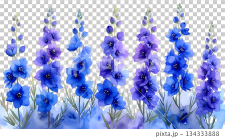 Blue and yellow flowers with lavender on white background 134333888