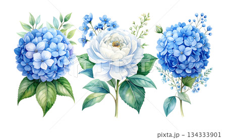 Bouquet of blue irises isolated on white background. 134333901