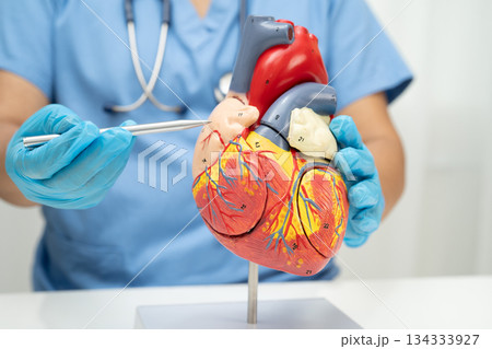 Cardiovascular disease CVD, doctor with heart human model anatomy for treatment patient in hospital. 134333927