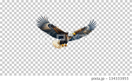 Watercolor eagle flying isolated on white background. 134333955