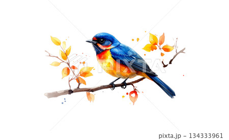 Colorful birds on watercolor branches isolated on white background Colorful birds on watercolor branches isolated on white background 134333961