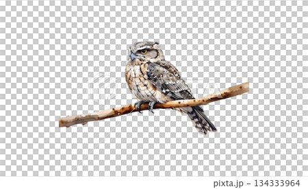 Colorful birds on watercolor branches isolated on white background Colorful birds on watercolor branches isolated on white background 134333964