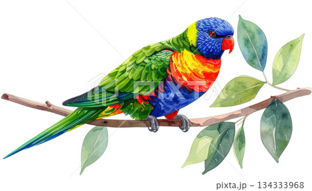 Colorful parrot on green watercolor branch isolated on white background Colorful parrot on green watercolor branch isolated on white background 134333968