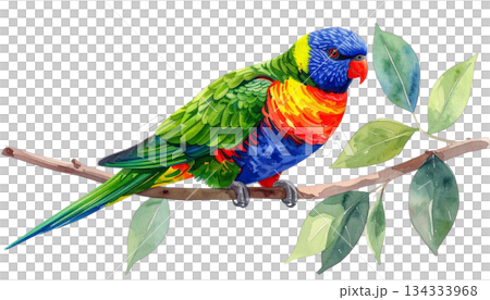 Colorful parrot on green watercolor branch isolated on white background Colorful parrot on green watercolor branch isolated on white background 134333968