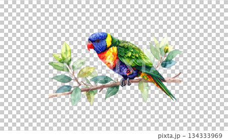 Colorful parrot on green watercolor branch isolated on white background 134333969