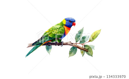 Colorful parrot on green watercolor branch isolated on white background Colorful parrot on green watercolor branch isolated on white background 134333970