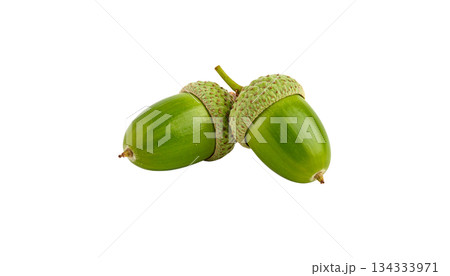 Autumn set of acorns, leaves, isolated on white background. Autumn set of acorns, leaves, isolated on white background. 134333971