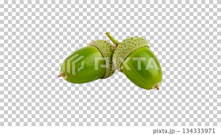 Autumn set of acorns, leaves, isolated on white background. Autumn set of acorns, leaves, isolated on white background. 134333971