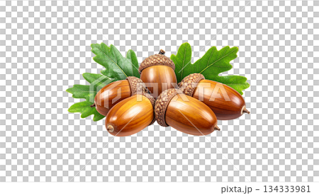 Autumn set of acorns, leaves, isolated on white background. Autumn set of acorns, leaves, isolated on white background. 134333981