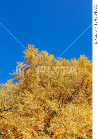 青空を背にした鮮やかな黄葉したイチョウの落葉性高木 134334021