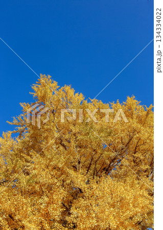 青空を背にした鮮やかな黄葉したイチョウの落葉性高木 青空を背にした鮮やかな黄葉したイチョウの落葉性高木 134334022