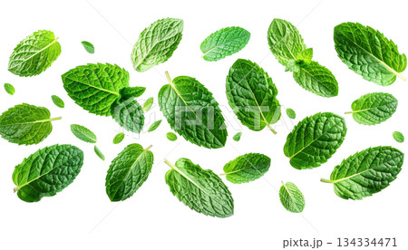 Fresh mint leaves isolated on white background Fresh mint leaves isolated on white background 134334471