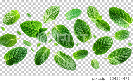 Fresh mint leaves isolated on white background 134334471