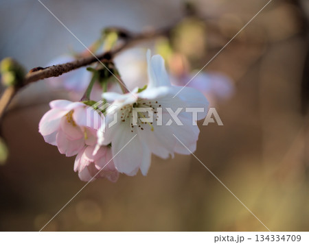 寒い11月に美しく咲いたサクラ「十月桜(ジュウガツザクラ)」 寒い11月に美しく咲いたサクラ「十月桜(ジュウガツザクラ)」 134334709