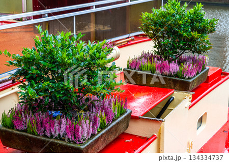 Heather flower in a pot. Grow plant in garden. Green tree design mix 134334737