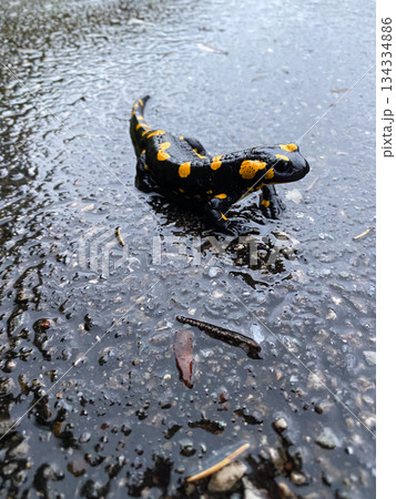 Close-up of a Brightly Colored Fire Salamander Close-up of a Brightly Colored Fire Salamander 134334886