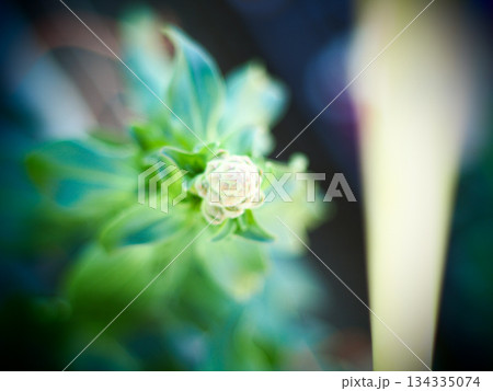 可憐な白い花 可憐な白い花 134335074
