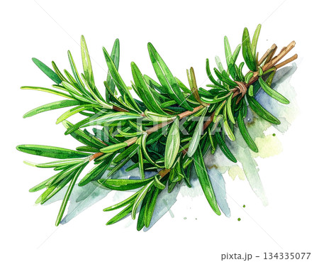 ローズマリーの束 水彩イラスト 134335077