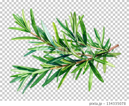 迷迭香枝水彩插圖 134335078