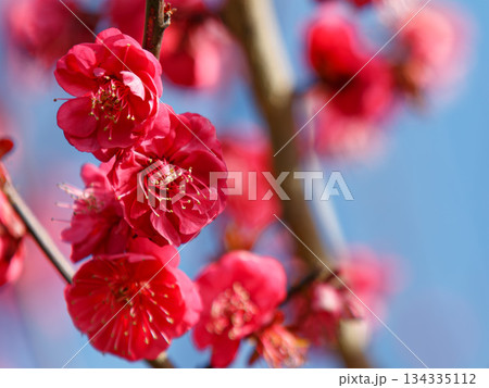 真っ赤な梅の花 真っ赤な梅の花 134335112