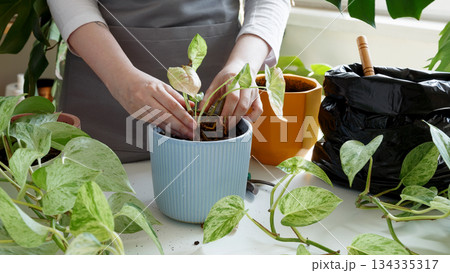 Plant rehabilitation. Woman repotting plant, performing indoor gardening and plant care at home Plant rehabilitation. Woman repotting plant, performing indoor gardening and plant care at home 134335317