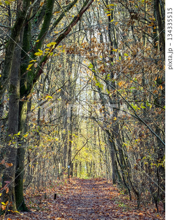 Serene Forest Pathway, Gentle Wooded Walk Illuminated By Filtered Sunlight And Soothing Surroundings 134335515