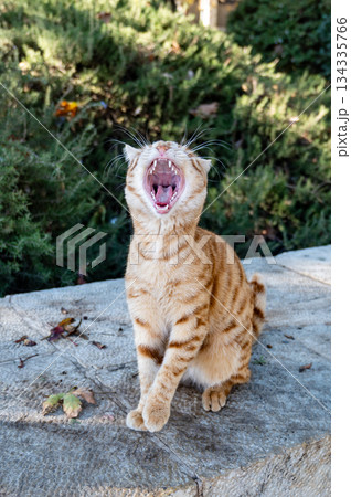YawninAdorable fluffy ginger Maine Coon cat yawning on bed, close-up portrait indoors, cute domestic petg ginger Maine Coon cat portrait indoors close-up YawninAdorable fluffy ginger Maine Coon cat yawning on bed, close-up portrait indoors, cute domestic petg ginger Maine Coon cat portrait indoors close-up 134335766