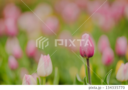 花畑に佇む雫をまとったピンクのアイスチューリップ 134335770