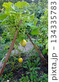 In a lush garden, surrounded by large green leaves and foliage, a yellow pumpkin or squash hangs from a vine supported by a wooden trellis 134335783
