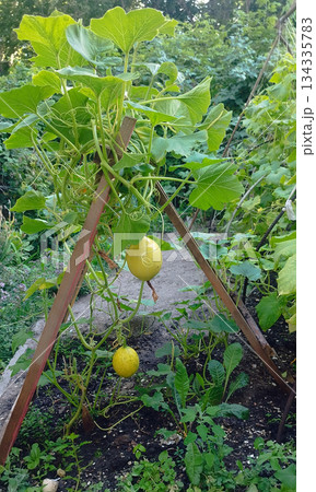 In a lush garden, surrounded by large green leaves and foliage, a yellow pumpkin or squash hangs from a vine supported by a wooden trellis 134335783