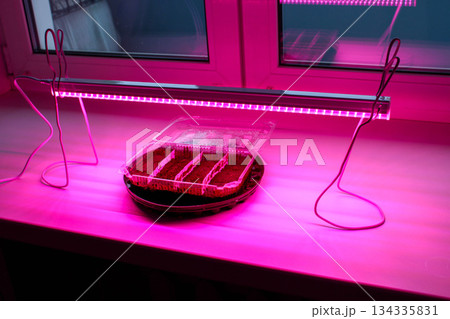 germination of seeds under a phytolamp in an apartment 134335831