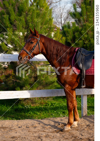 A horse stands in a riding arena. Vertical photo. Portrait of a brown horse. 134335960