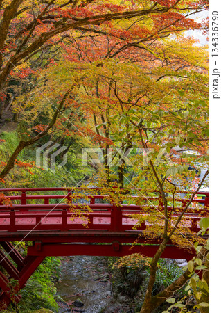 両界山　横蔵寺の紅葉 134336790