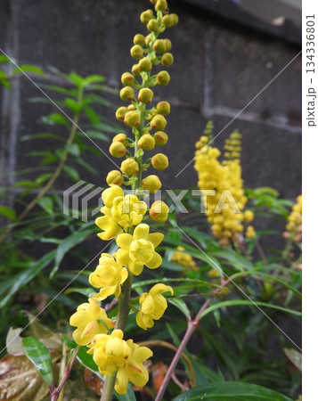 ホソバヒイラギナンテンの黄色い花 134336801