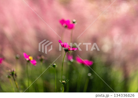 静岡県周智郡森町問詰 森町体験の里 アクティ森周辺の風景 静岡県周智郡森町問詰 森町体験の里 アクティ森周辺の風景 134336826