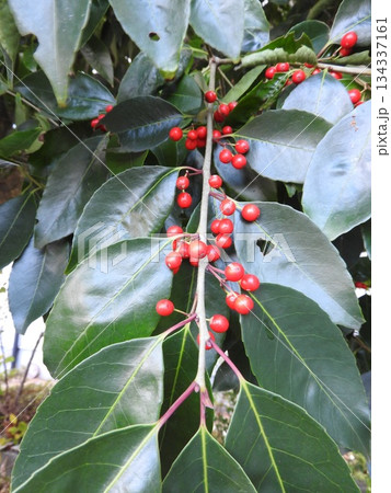 ナナミノキの果実 134337161