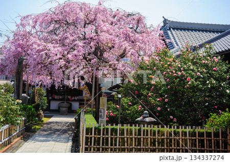 京都　地蔵院　椿寺の五色八重散椿 134337274