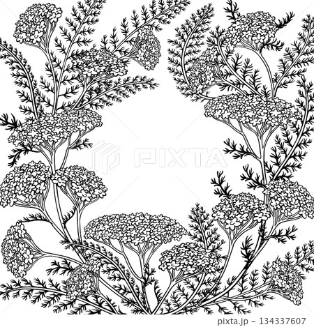 Yarrow Branch with Flowers Outline Frame. Yarrow Branch with Flowers Outline Frame. 134337607