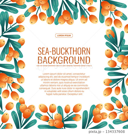 Colorful background with sea buckthorn twigs and berries. The concept of autumn, tea drinking. Vector illustration for the design of posters, flyers, postcards and invitations 134337608