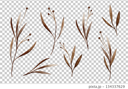 Watercolor set of brown flowers spots with leaves. Hand drawn illustration buds on isolated white background. Bright dark branches with round buds iridescent watercolors. Watercolor set of brown flowers spots with leaves. Hand drawn illustration buds on isolated white background. Bright dark branches with round buds iridescent watercolors. 134337629