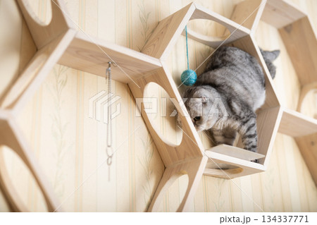 Cute gray tabby scottish fold cat playing on special wooden wall shelf 134337771