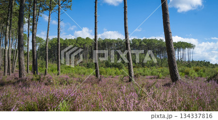 Beautiful landscape of Landes forest with pine trees, ferns and heather in Moliets Beautiful landscape of Landes forest with pine trees, ferns and heather in Moliets 134337816