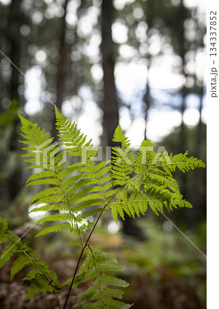 Lush ferns stand tall in Landes pine forest during a serene day in Moliets 134337852
