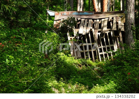 森に佇む朽ちた木造の小屋 134338202