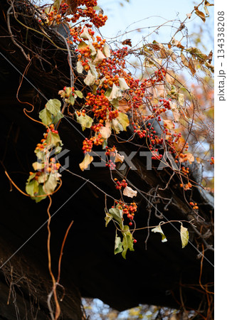 冬のツルウメモドキが実る風景 Oriental Bittersweet in Winter 134338208