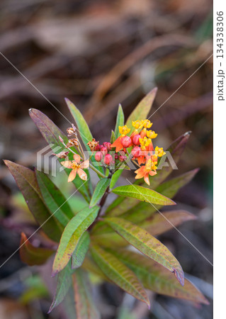 冬色に咲くトウワタ Tropical Milkweed Bloom in Winter 134338306