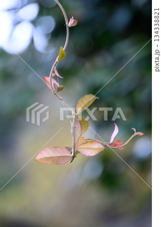 静かに伸びる冬のツル Vine Reaching Quietly in Winter 134338821