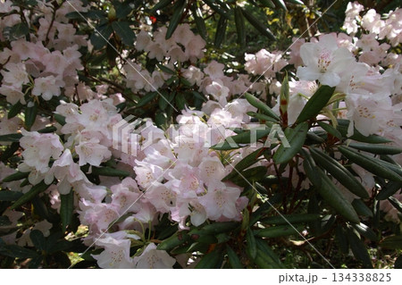 木漏れ日の中で咲くシナシャクナゲ 134338825